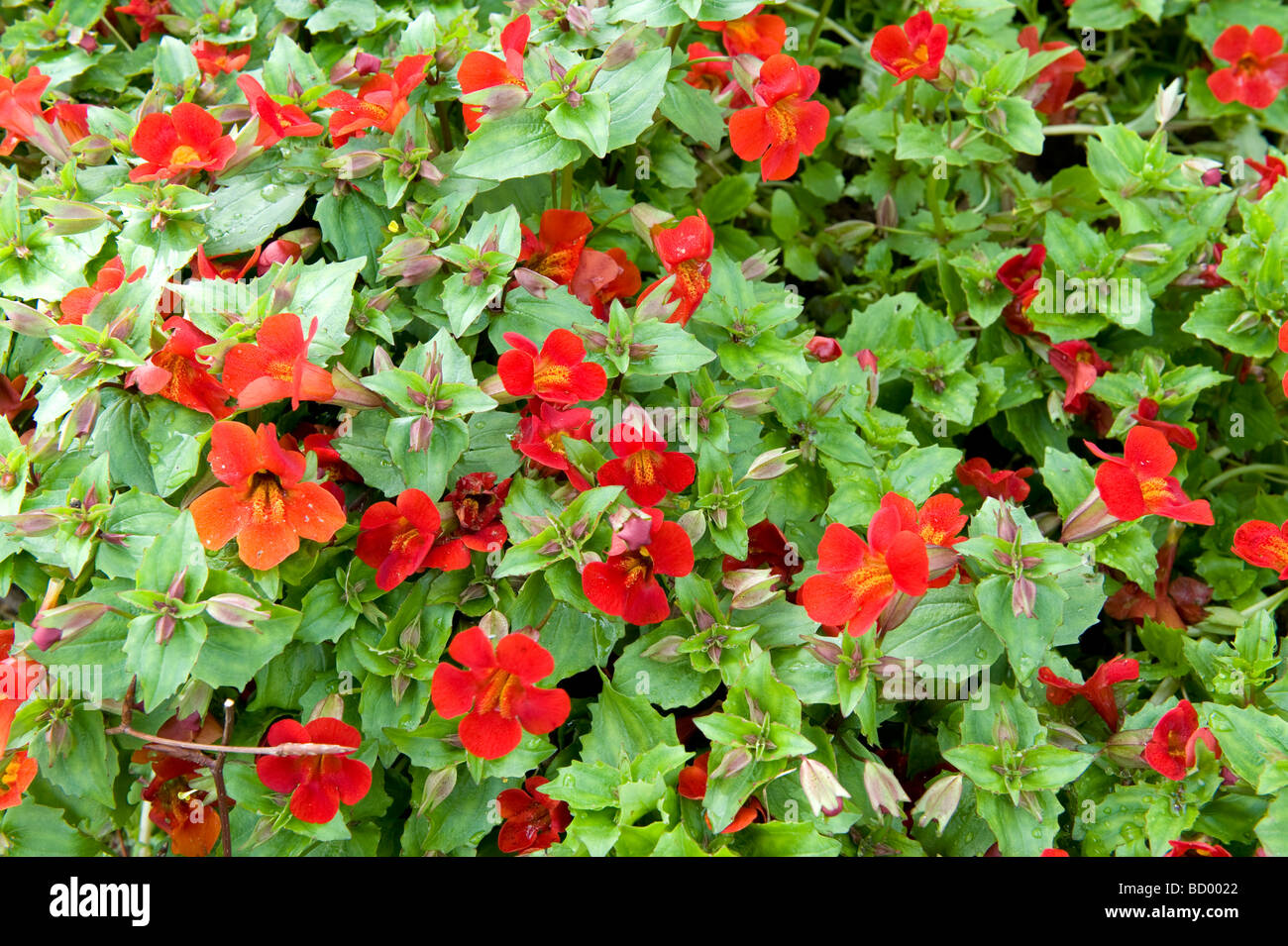 Mimulus Monkey flower.`F1 Magic`. Bright orange flower bedding plant
